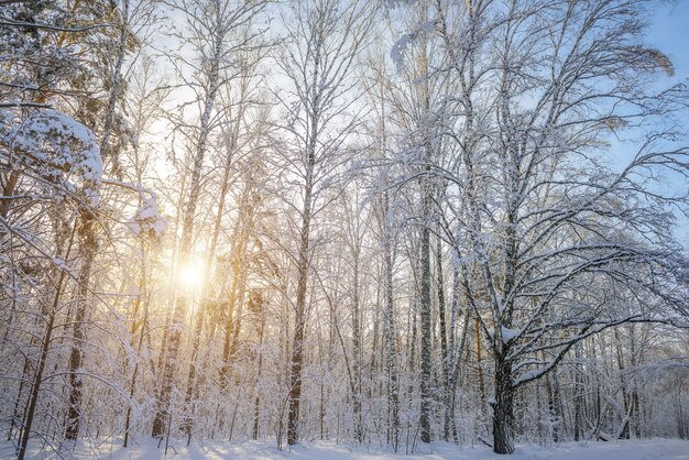 Coucher de soleil dans la forêt d'hiver