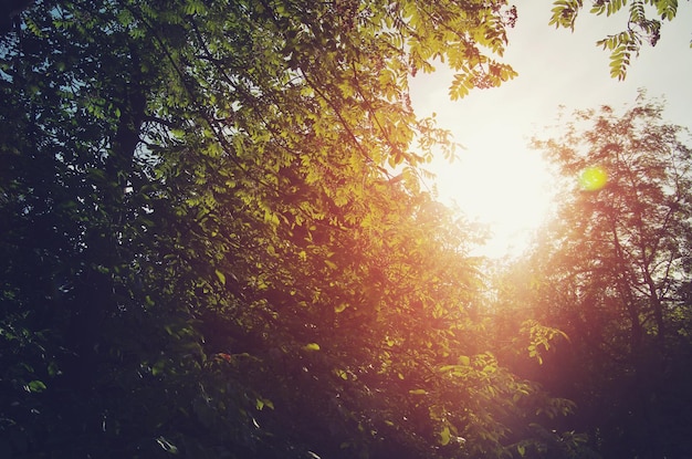 Coucher de soleil dans la forêt