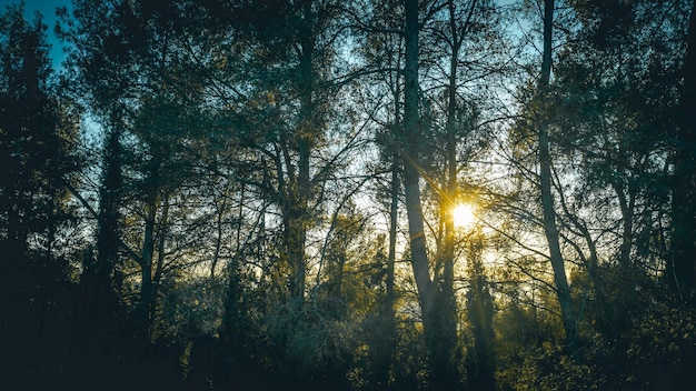 Coucher de soleil dans la forêt