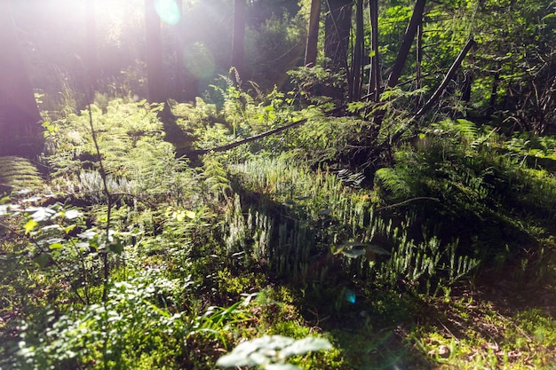 Coucher de soleil dans la forêt