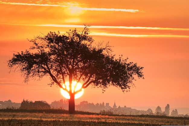 Coucher de soleil dans la forêt