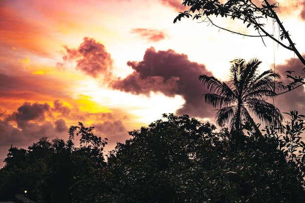 Coucher de soleil dans la jungle