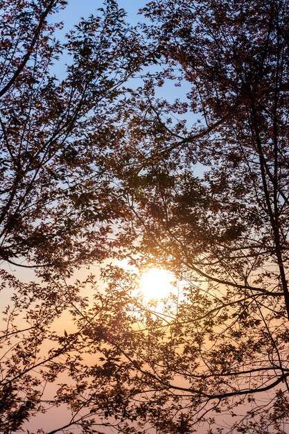 Un coucher de soleil derrière un arbre avec le soleil qui brille à travers les feuilles