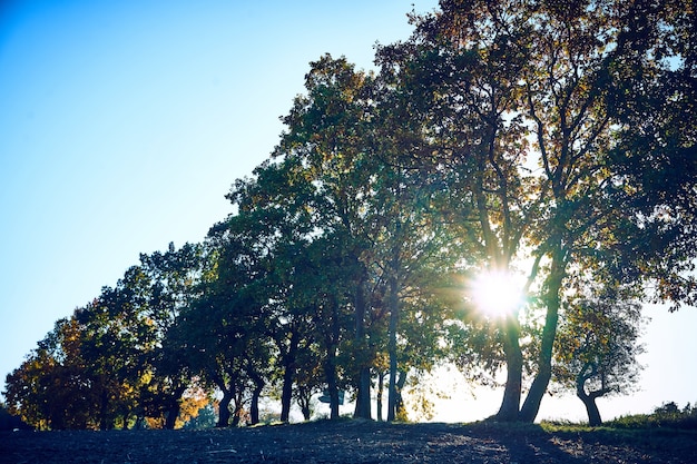 Coucher de soleil derrière les arbres