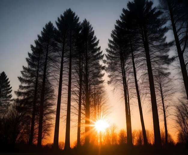 Le coucher de soleil derrière la silhouette d'arbres avec effet de flamme de lentille