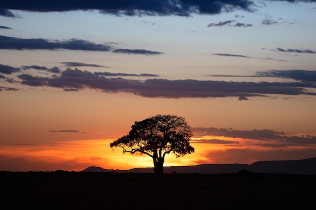 Coucher de soleil doré au Kenya Afrique