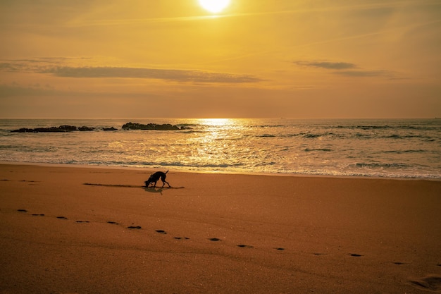Coucher de soleil doré sur l'océan Silhouette d'un chien marchant le long de la plage