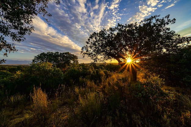 Coucher de soleil doré avec le soleil se couchant derrière un arbre.