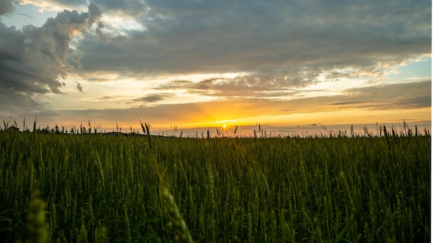 Coucher de soleil doré à travers un champ de blé en été