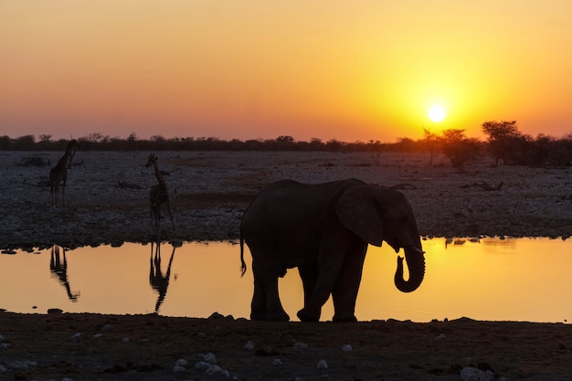 Coucher de soleil d'éléphant dans le parc national d'Etosha