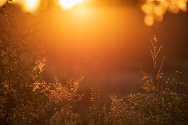 Photo le coucher de soleil d'été