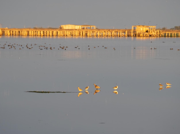 Coucher de soleil sur les fermes de moules dans la baie du delta de l'Èbre, en Espagne. Mise au point sélective.