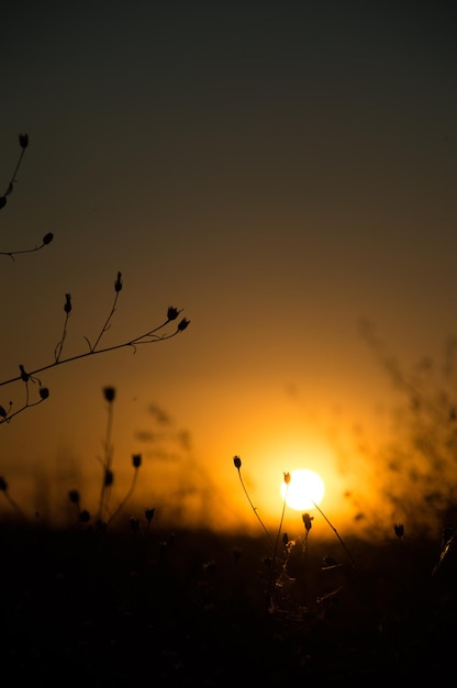 Coucher de soleil flou avec de l'herbe - Champ d'herbe pendant le coucher du soleil