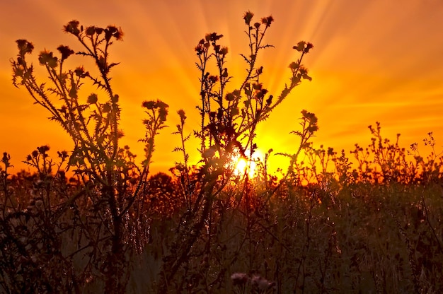 Coucher de soleil sur fond de chardons