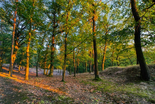 Coucher de soleil en forêt