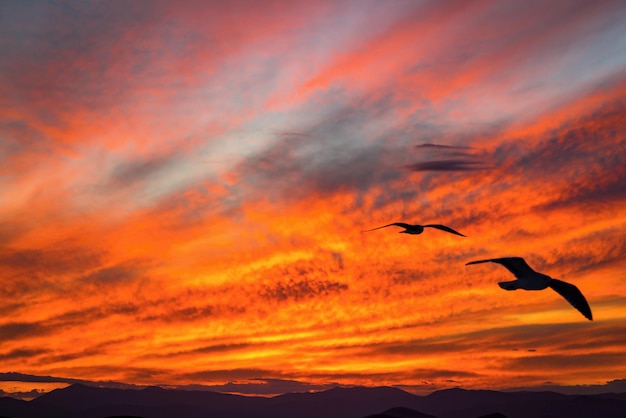 Coucher de soleil sur le grand ciel rouge avec des nuages et avec deux mouette au premier plan