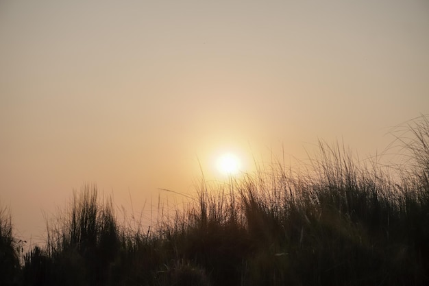 Coucher de soleil sur l'herbe de kans contre la lumière du soleil sur l'île de chilmari