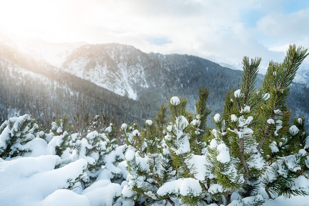 Coucher de soleil d'hiver, fond de forêt de pins recouvert de neige fraîche. photo de haute qualité