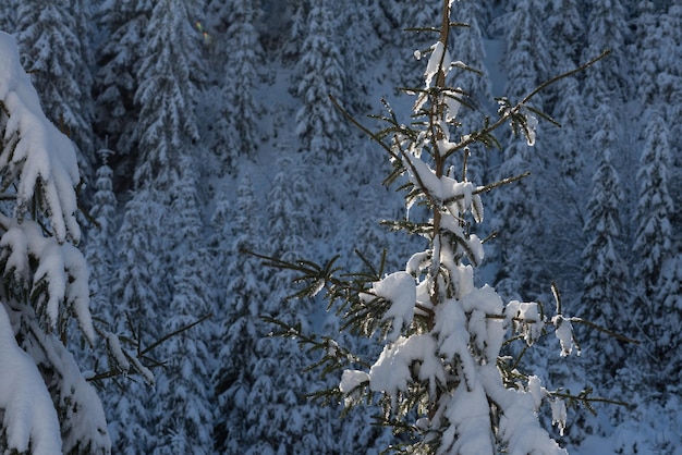 coucher de soleil d'hiver, fond de forêt de pins recouvert de neige fraîche