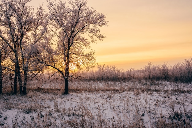 Coucher de soleil d'hiver en forêt