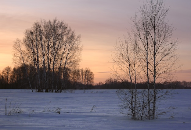 Coucher de soleil d'hiver avec des silhouettes d'arbres