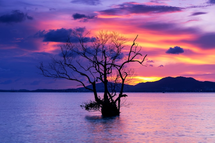 Photo coucher de soleil ou lever de soleil spectaculaire, nuages de ciel au-dessus de la montagne avec arbre seul