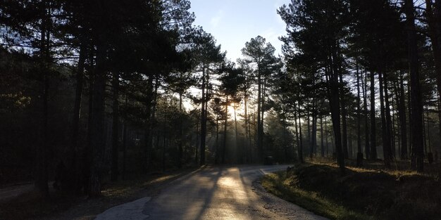 Photo le coucher de soleil le long d'un sentier dans la forêt