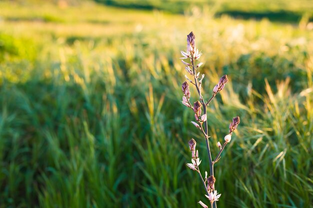 Coucher de soleil lumineux sur champ vert. Prairie verte.