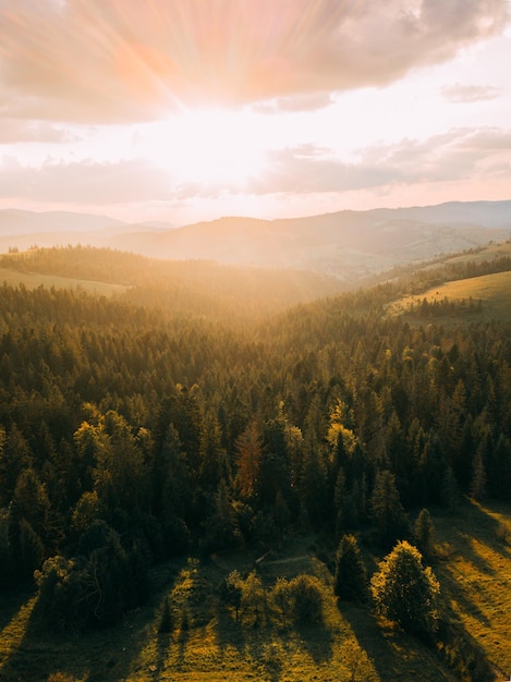 Le coucher de soleil magique dans le paysage des épinards dans la forêt pendant le soleil du matin
