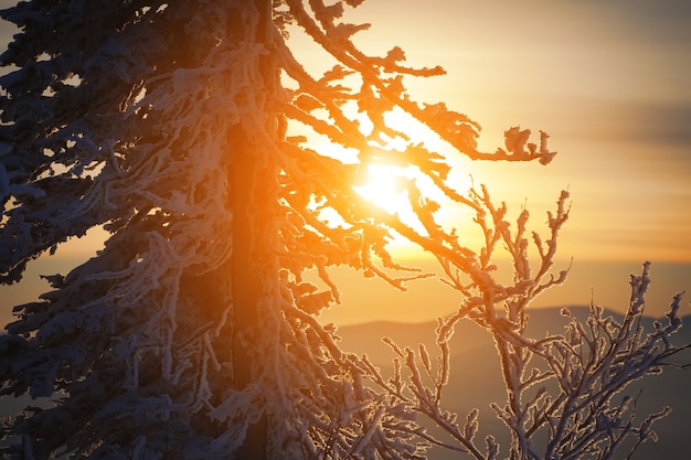 Photo coucher de soleil majestueux dans la forêt d'hiver