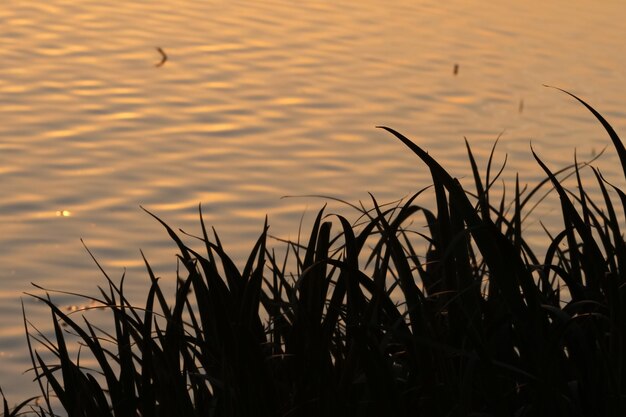 coucher de soleil sur les marais