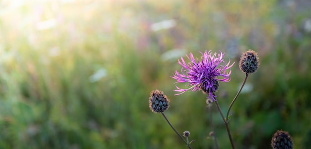 Coucher de soleil naturel fond de prairie floue avec fleur de prairie de bleuet close up Banner