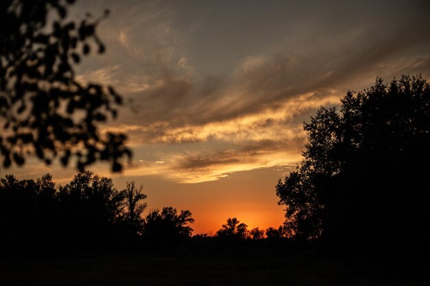 Coucher de soleil avec des nuages sur des arbres noirs dans une teinte sépia Ukraine