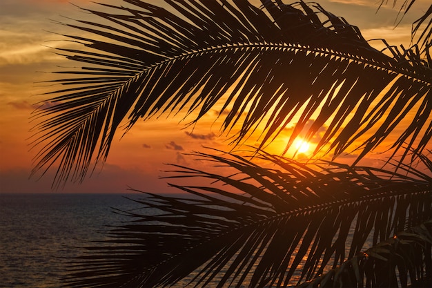 Coucher de soleil sur l'océan visible à travers les feuilles de palmier