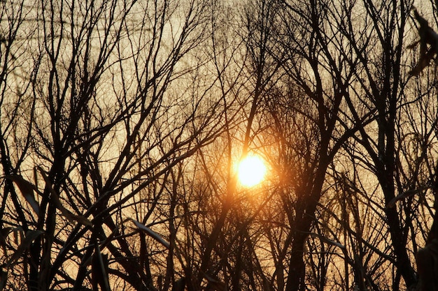 Coucher de soleil orange sur les arbres Ciel orange au coucher du soleil Crépuscule avec coucher de soleil lumineux Rayons ensoleillés