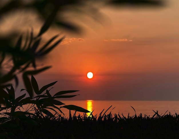 coucher de soleil orange et silhouette de mouette d'herbe d'arbre sur la mer avant