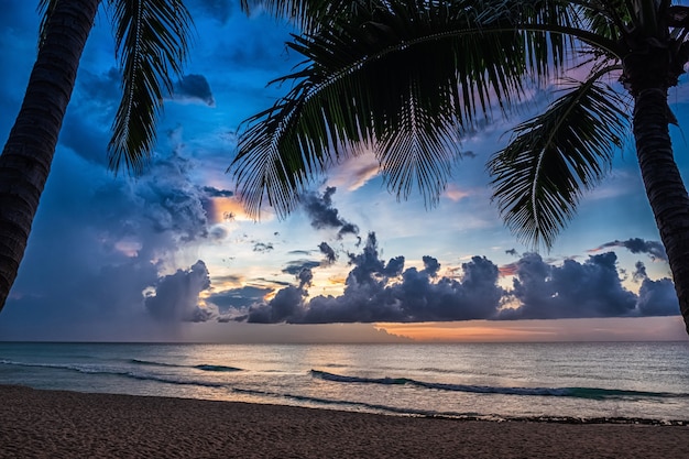 Coucher de soleil et palmiers - fond de nature.