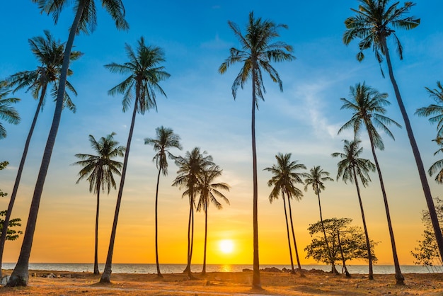 Coucher de soleil avec des palmiers sur la plage