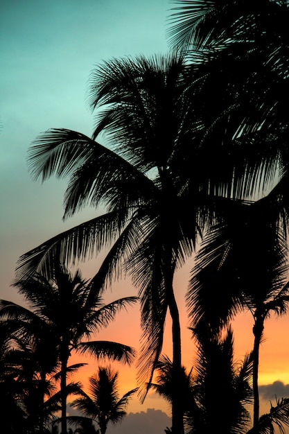 Photo coucher de soleil et palmiers