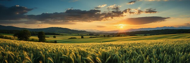 Le coucher de soleil panoramique sur un champ de maïs