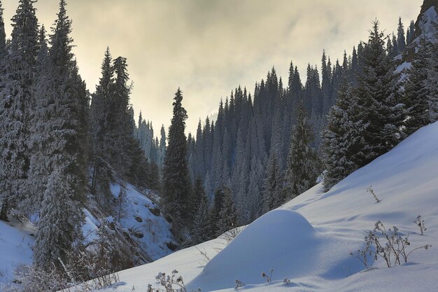 coucher de soleil sur un paysage de montagne avec des sapins enneigés