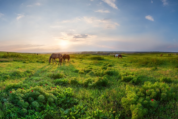 Coucher de soleil sur la prairie de printemps avec des fleurs de pivoines sauvages et des chevaux