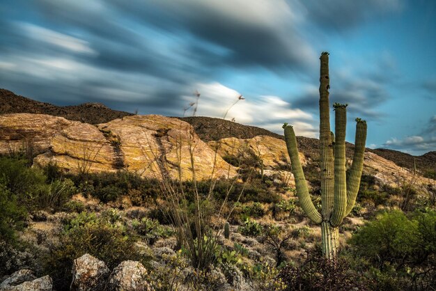 Coucher de soleil sur les rochers de Javelina dans le parc national de Saguaro