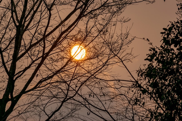 Le coucher de soleil rond rouge est sur la cime des arbres