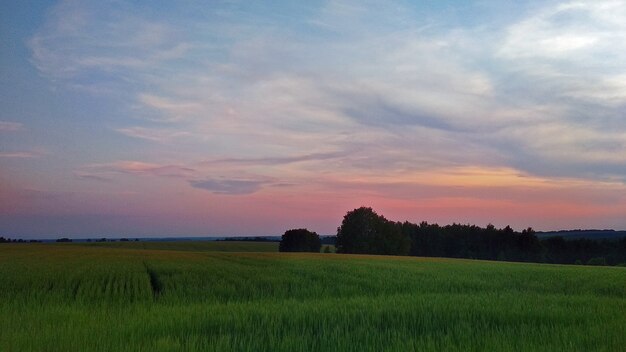 Coucher de soleil rose doux sur le terrain