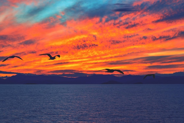 Coucher de soleil rouge à l'horizon et mouettes dans le ciel au premier plan sur l'eau de mer bleue