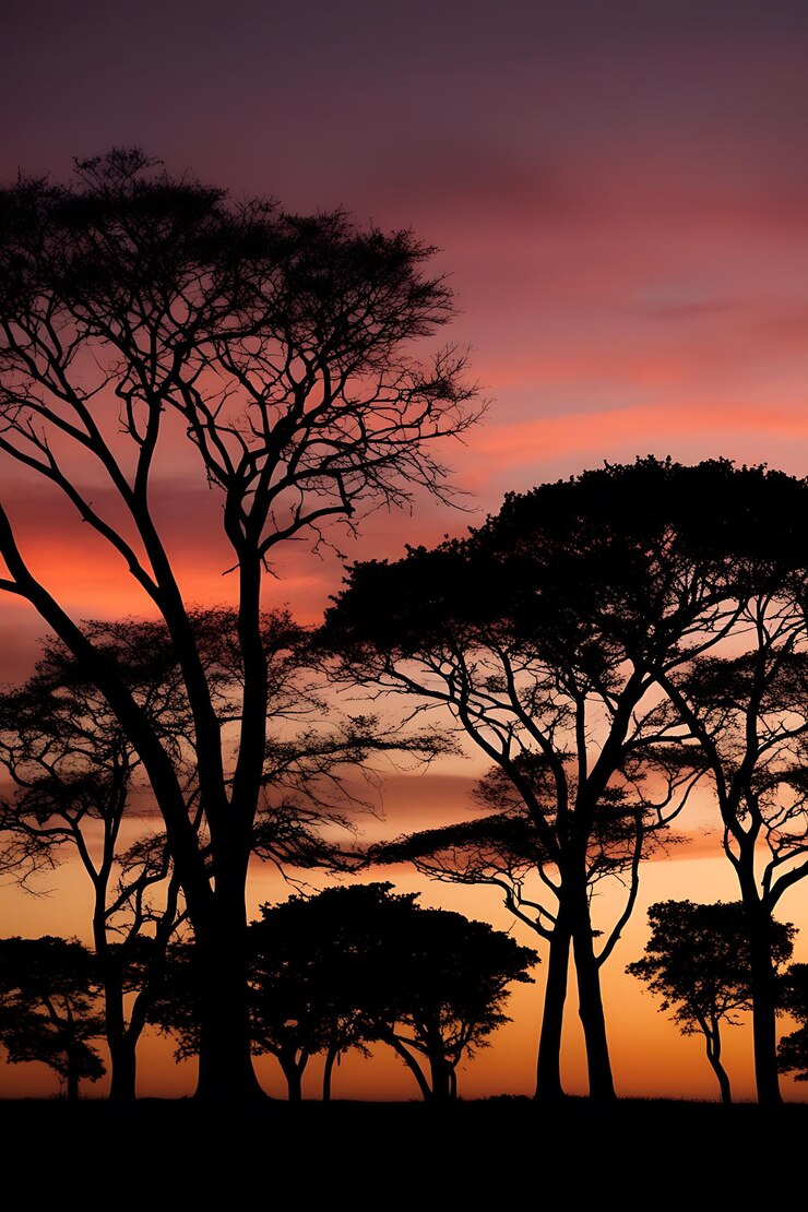 Photo le coucher de soleil avec une silhouette d'arbre contre un ciel rouge
