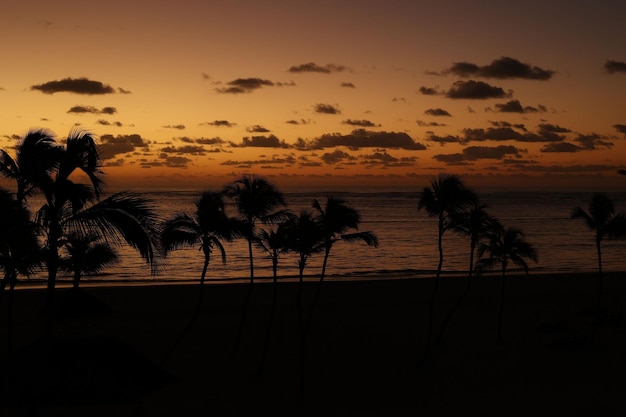 Coucher de soleil avec silhouette de palmiers