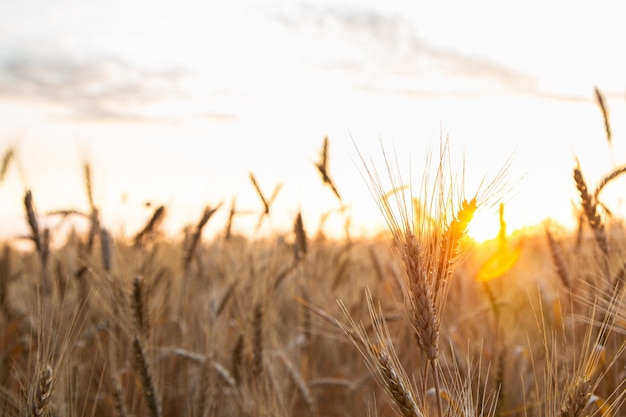 Coucher de soleil sur le terrain avec du jeune seigle ou du blé en été