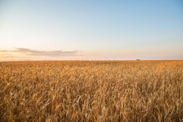 Coucher de soleil sur le terrain avec du jeune seigle ou du blé en été